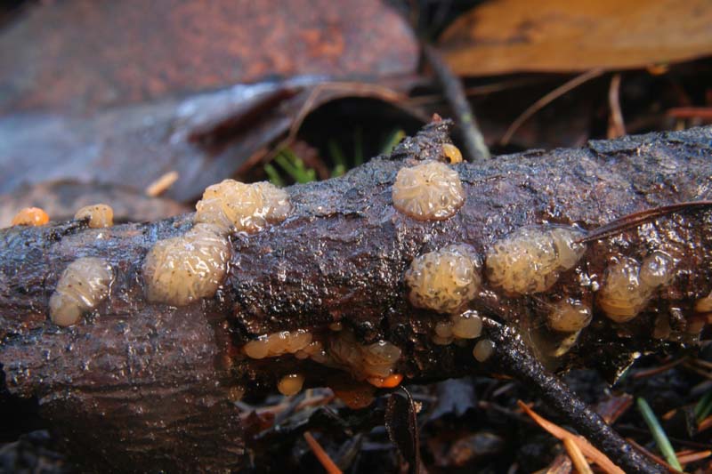 Dacrymyces capitatus